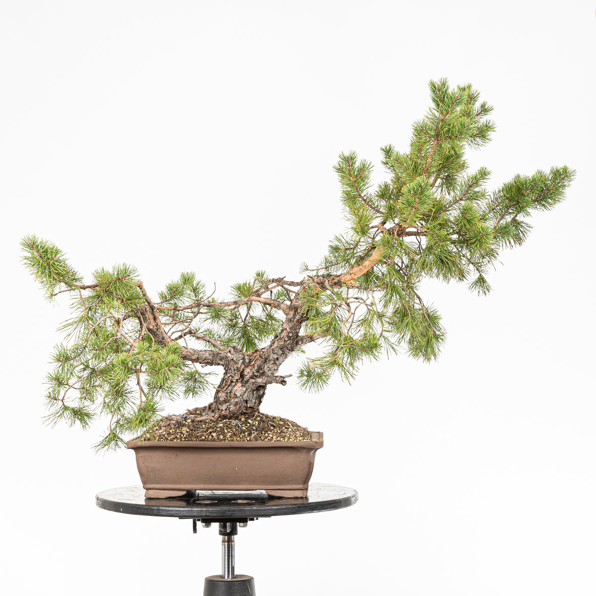 Bonsái - Pino silvestre (Pinus sylvestris) - PS10626