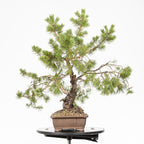 Bonsái - Pino silvestre (Pinus sylvestris) - PS10626