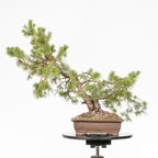 Bonsái - Pino silvestre (Pinus sylvestris) - PS10626