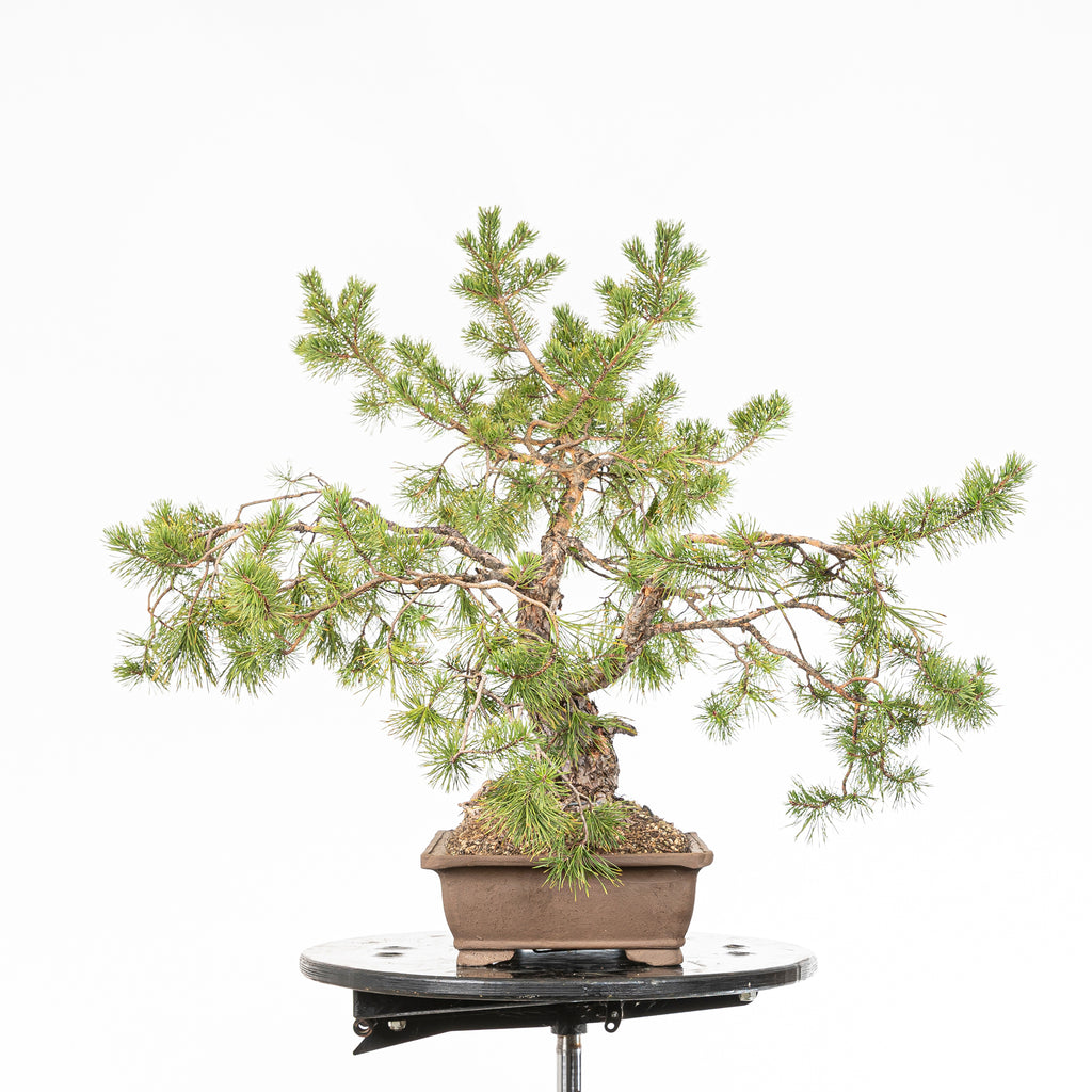 Bonsái - Pino silvestre (Pinus sylvestris) - PS10626