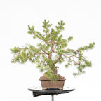 Bonsái - Pino silvestre (Pinus sylvestris) - PS10626
