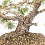 Bonsái - Pino silvestre (Pinus sylvestris) - PS10626