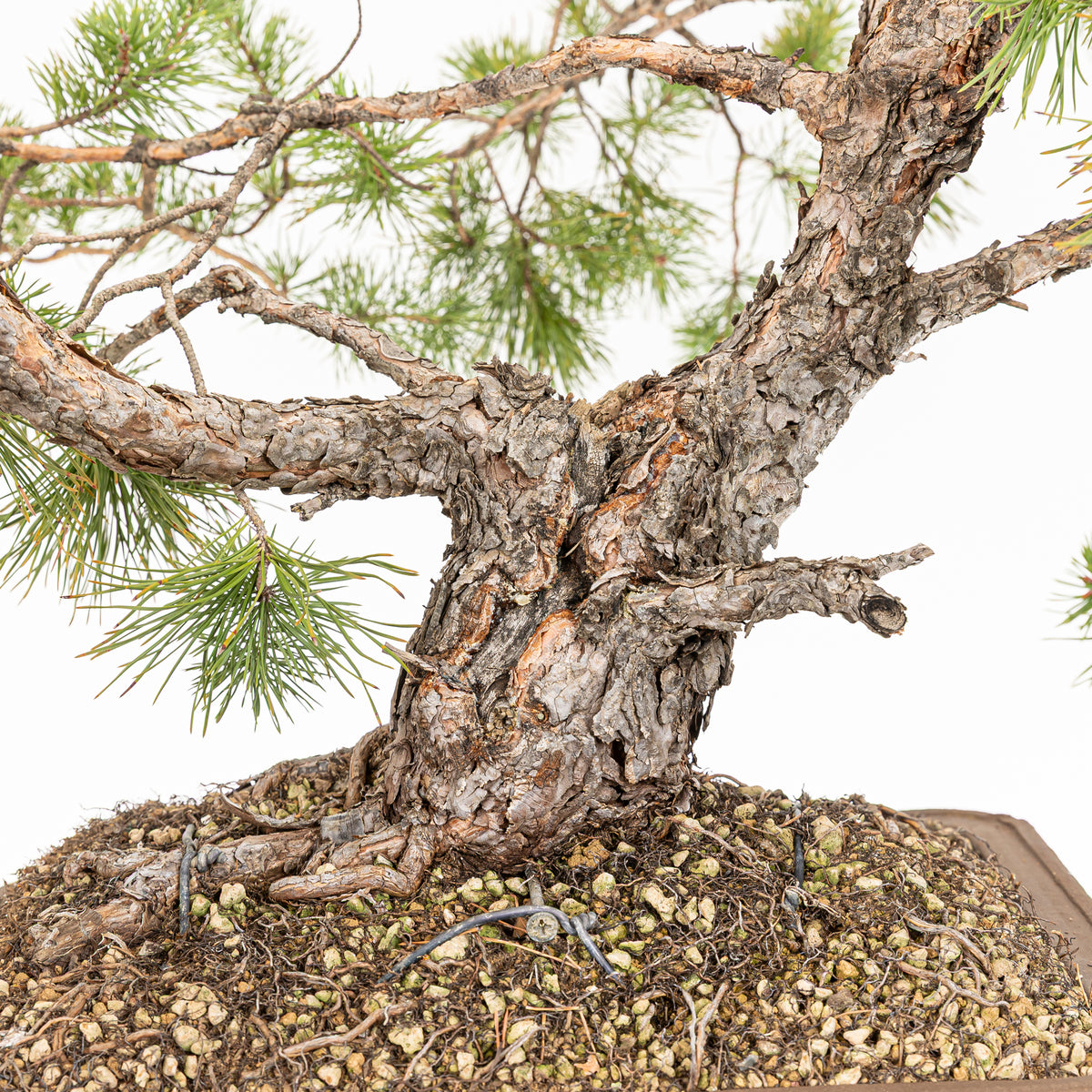 Bonsái - Pino silvestre (Pinus sylvestris) - PS10626