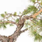 Bonsái - Pino silvestre (Pinus sylvestris) - PS10626
