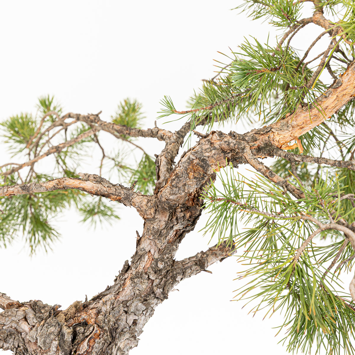 Bonsái - Pino silvestre (Pinus sylvestris) - PS10626