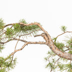 Bonsái - Pino silvestre (Pinus sylvestris) - PS10626