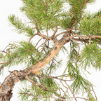 Bonsái - Pino silvestre (Pinus sylvestris) - PS10626