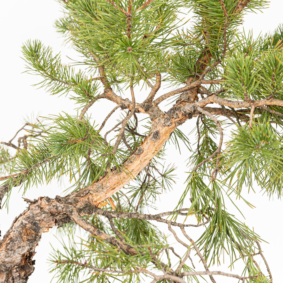 Bonsái - Pino silvestre (Pinus sylvestris) - PS10626
