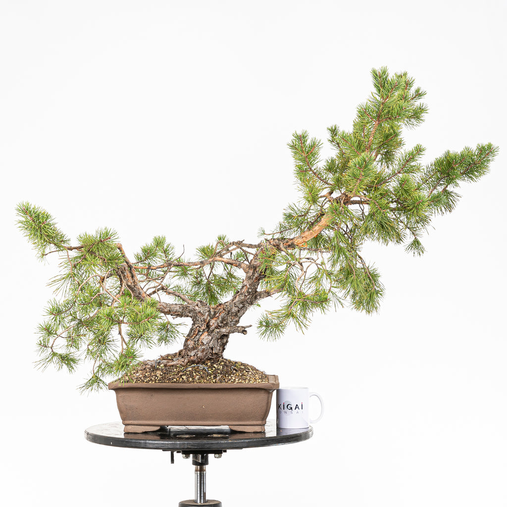 Bonsái - Pino silvestre (Pinus sylvestris) - PS10626