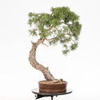 Bonsái - Pino silvestre (Pinus sylvestris) - PS10627