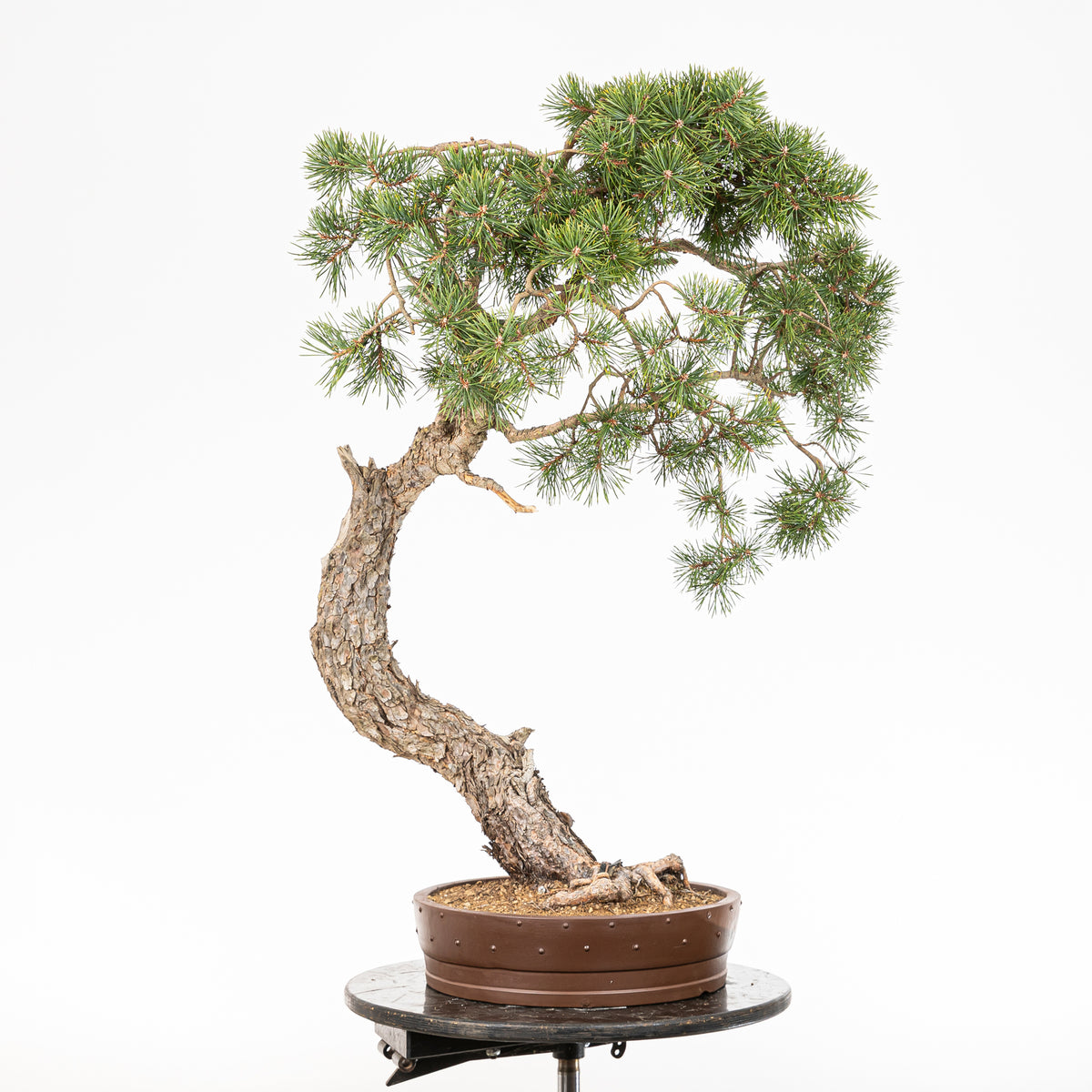 Bonsái - Pino silvestre (Pinus sylvestris) - PS10627
