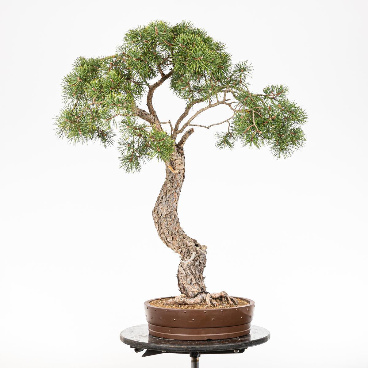 Bonsái - Pino silvestre (Pinus sylvestris) - PS10627