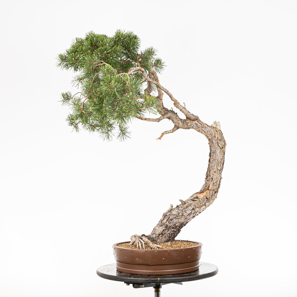 Bonsái - Pino silvestre (Pinus sylvestris) - PS10627