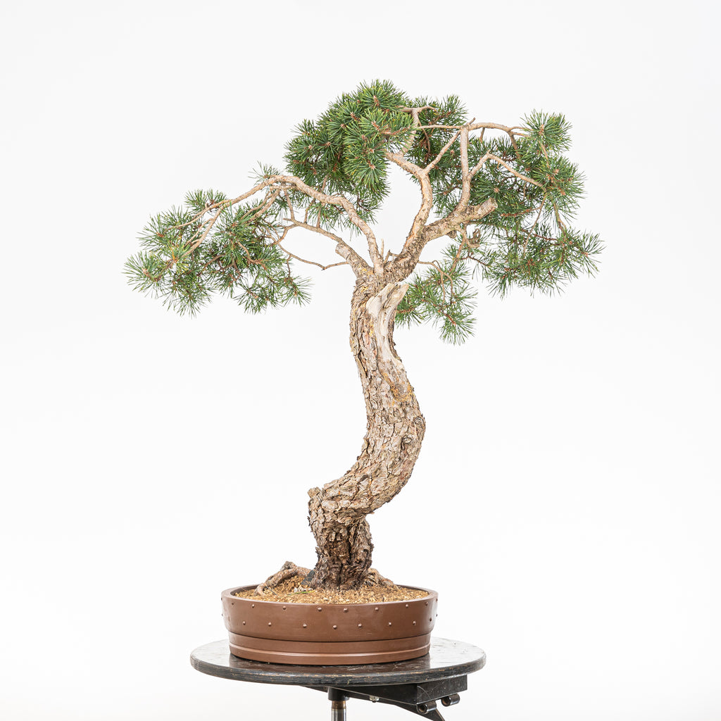 Bonsái - Pino silvestre (Pinus sylvestris) - PS10627