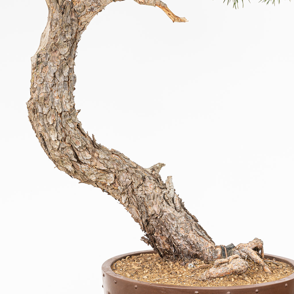 Bonsái - Pino silvestre (Pinus sylvestris) - PS10627