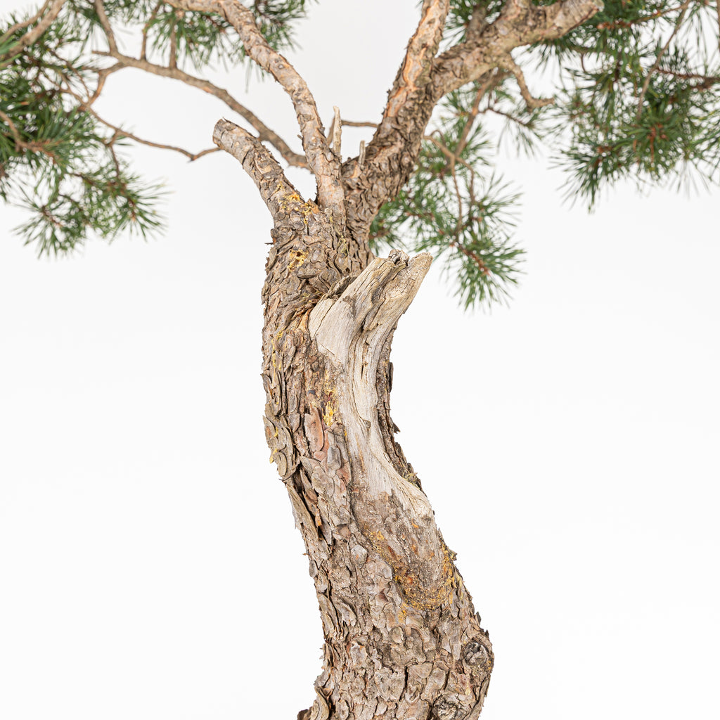Bonsái - Pino silvestre (Pinus sylvestris) - PS10627