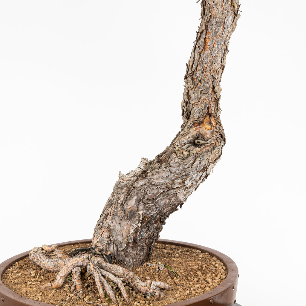Bonsái - Pino silvestre (Pinus sylvestris) - PS10627