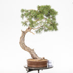 Bonsái - Pino silvestre (Pinus sylvestris) - PS10627