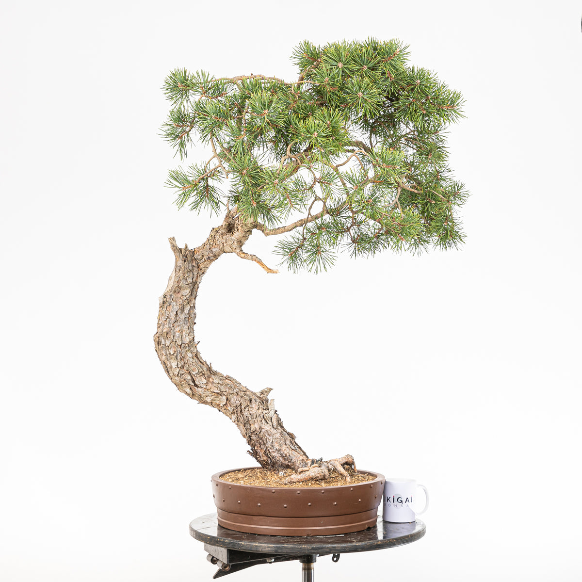 Bonsái - Pino silvestre (Pinus sylvestris) - PS10627