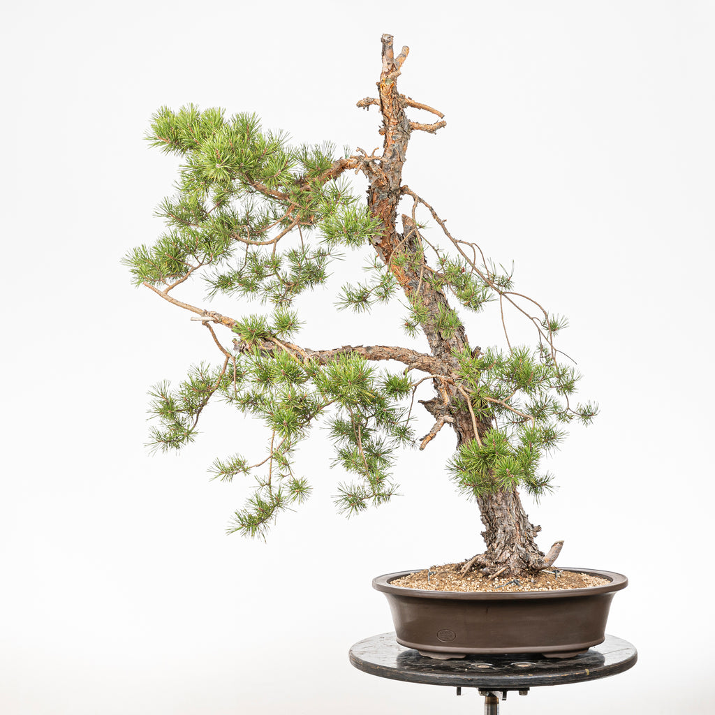 Bonsái - Pino silvestre (Pinus sylvestris) - PS10628