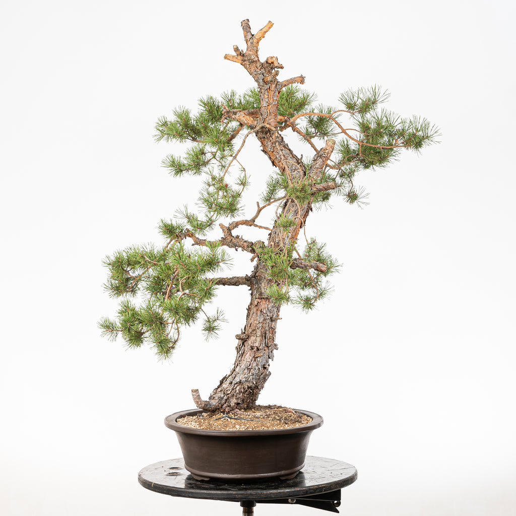 Bonsái - Pino silvestre (Pinus sylvestris) - PS10628