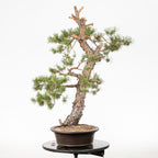 Bonsái - Pino silvestre (Pinus sylvestris) - PS10628