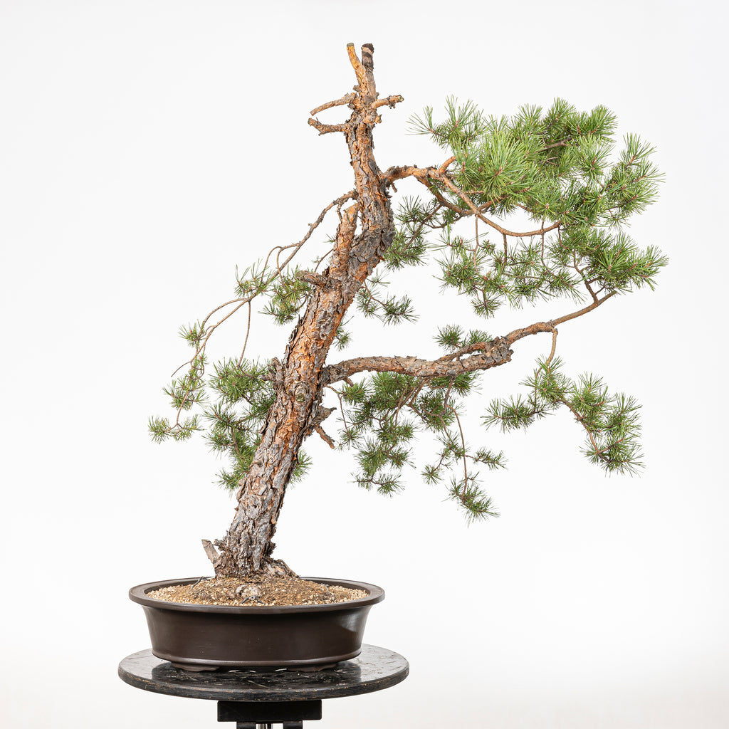 Bonsái - Pino silvestre (Pinus sylvestris) - PS10628