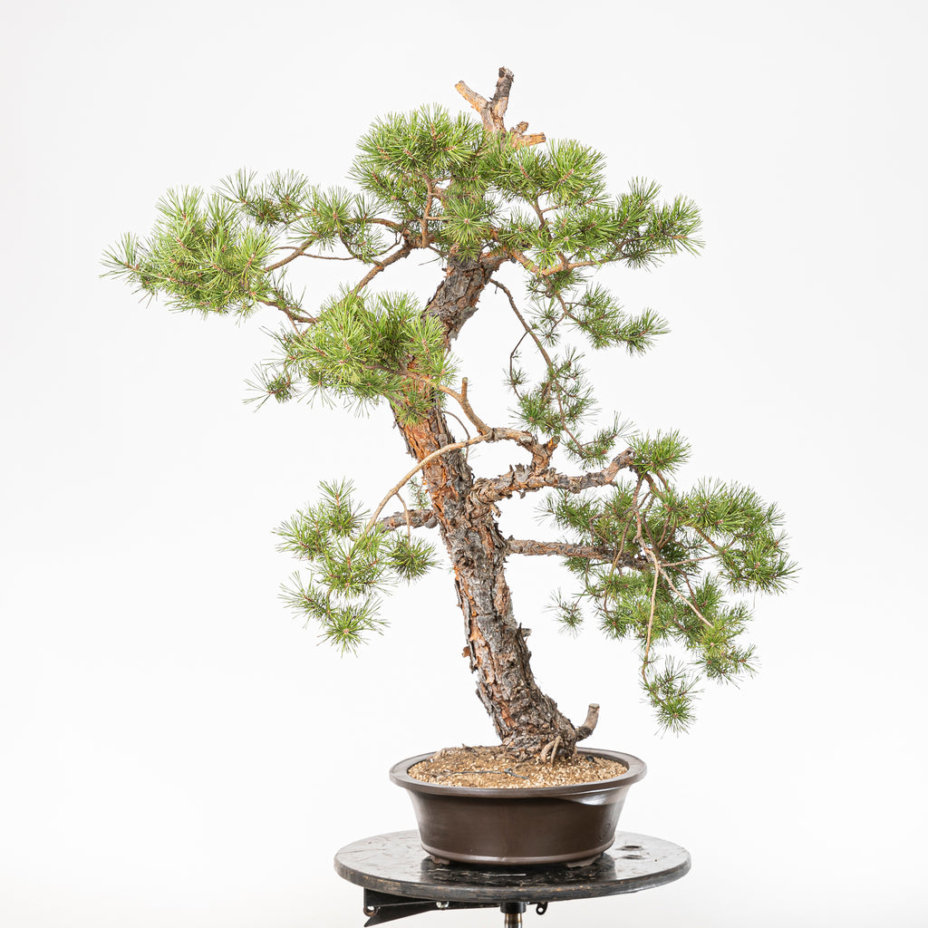 Bonsái - Pino silvestre (Pinus sylvestris) - PS10628