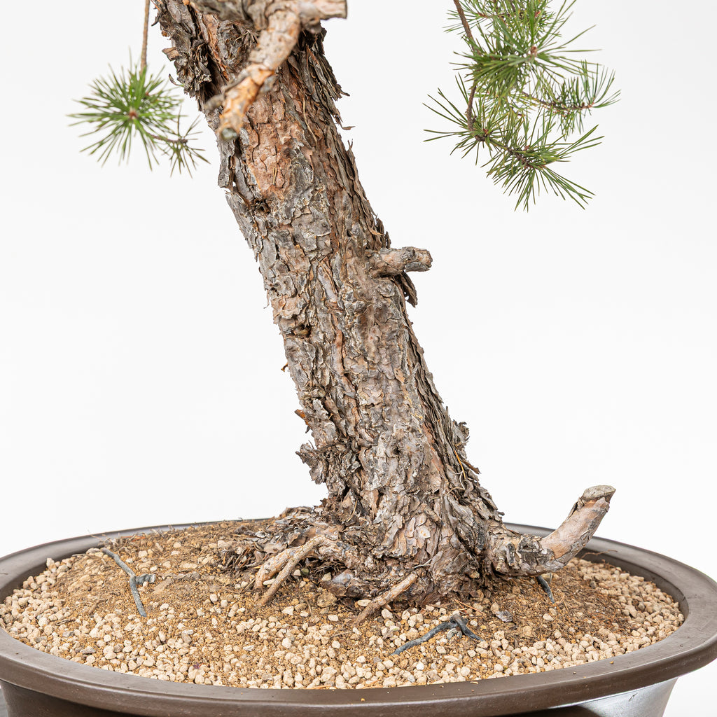 Bonsái - Pino silvestre (Pinus sylvestris) - PS10628