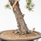 Bonsái - Pino silvestre (Pinus sylvestris) - PS10628
