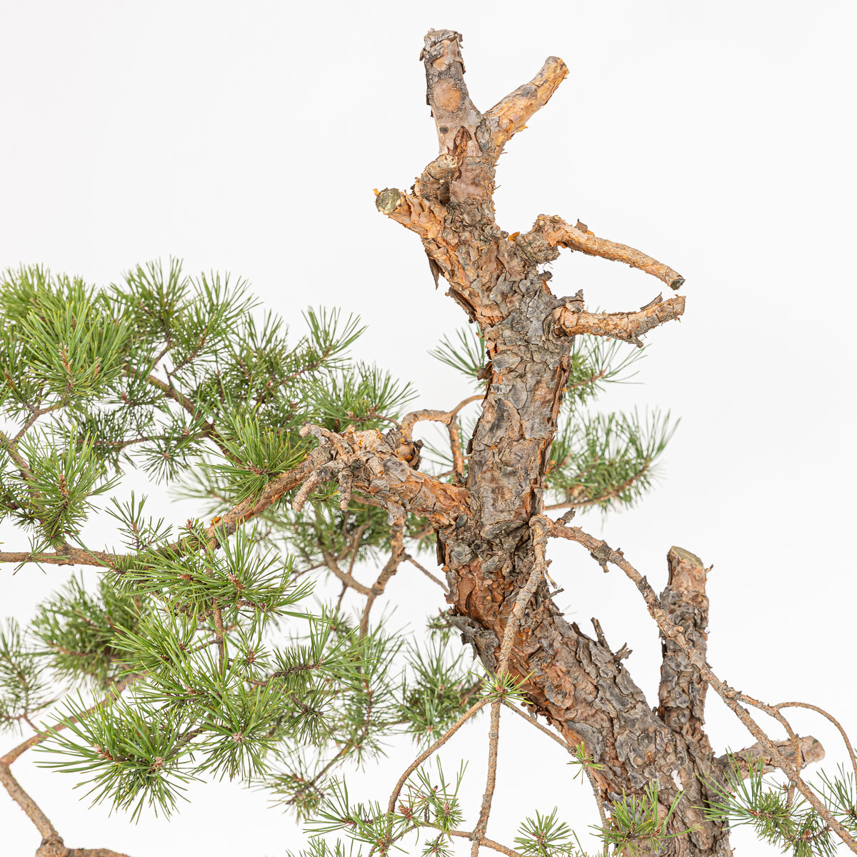 Bonsái - Pino silvestre (Pinus sylvestris) - PS10628