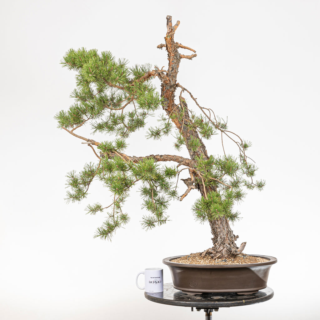 Bonsái - Pino silvestre (Pinus sylvestris) - PS10628