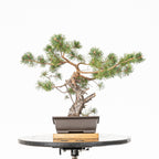 Bonsái - Pino silvestre (Pinus sylvestris) - PS10629