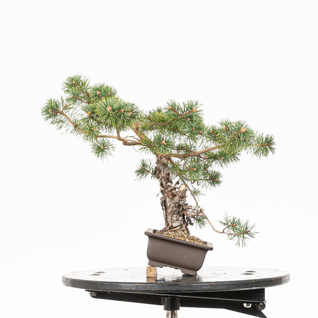 Bonsái - Pino silvestre (Pinus sylvestris) - PS10629