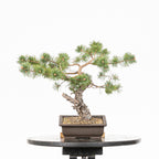Bonsái - Pino silvestre (Pinus sylvestris) - PS10629