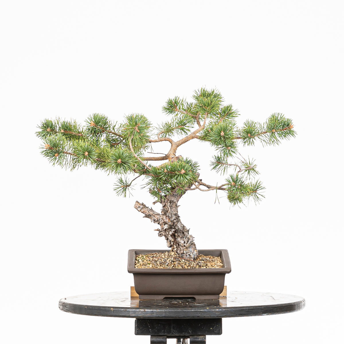 Bonsái - Pino silvestre (Pinus sylvestris) - PS10629