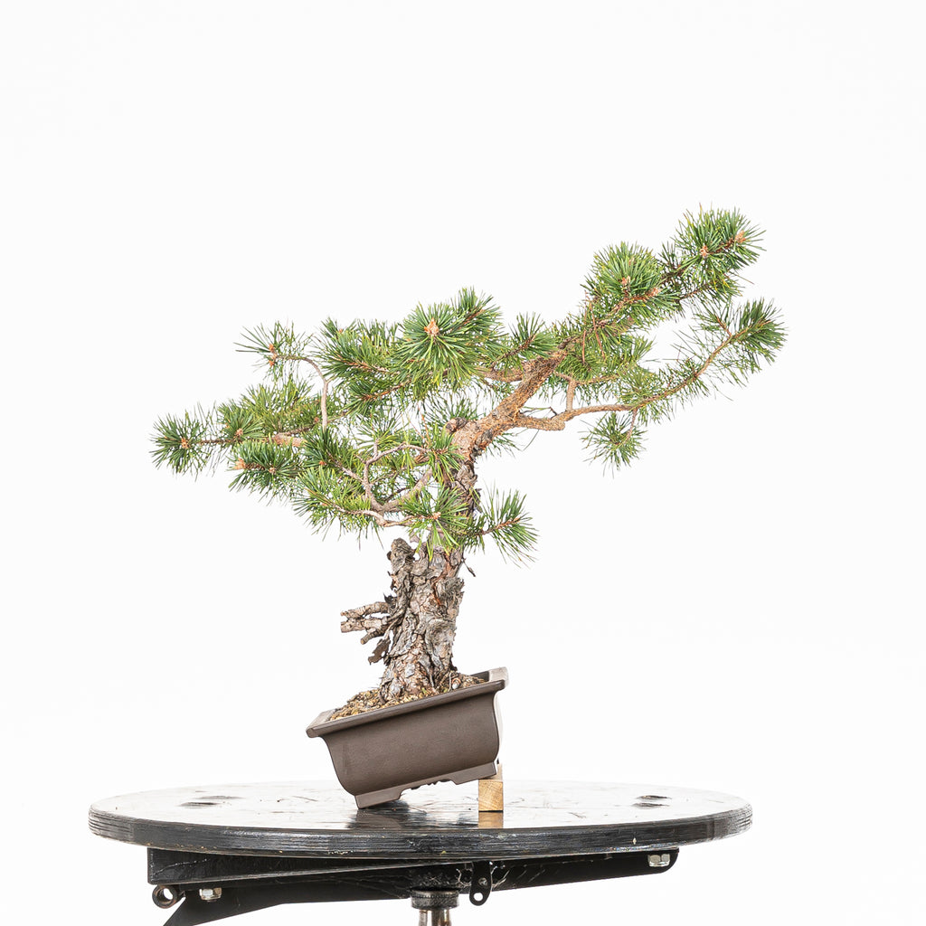 Bonsái - Pino silvestre (Pinus sylvestris) - PS10629