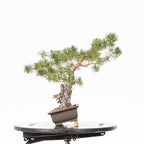 Bonsái - Pino silvestre (Pinus sylvestris) - PS10629