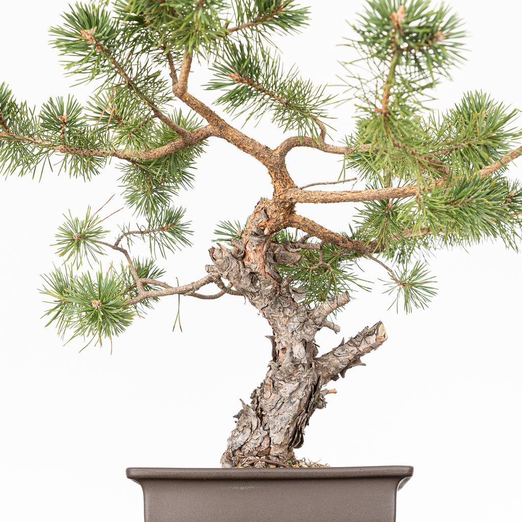 Bonsái - Pino silvestre (Pinus sylvestris) - PS10629