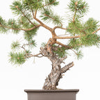 Bonsái - Pino silvestre (Pinus sylvestris) - PS10629