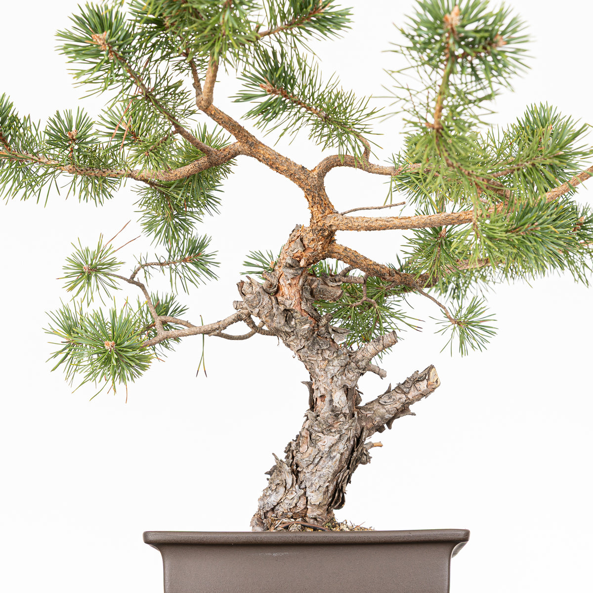 Bonsái - Pino silvestre (Pinus sylvestris) - PS10629