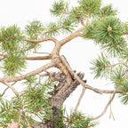 Bonsái - Pino silvestre (Pinus sylvestris) - PS10629