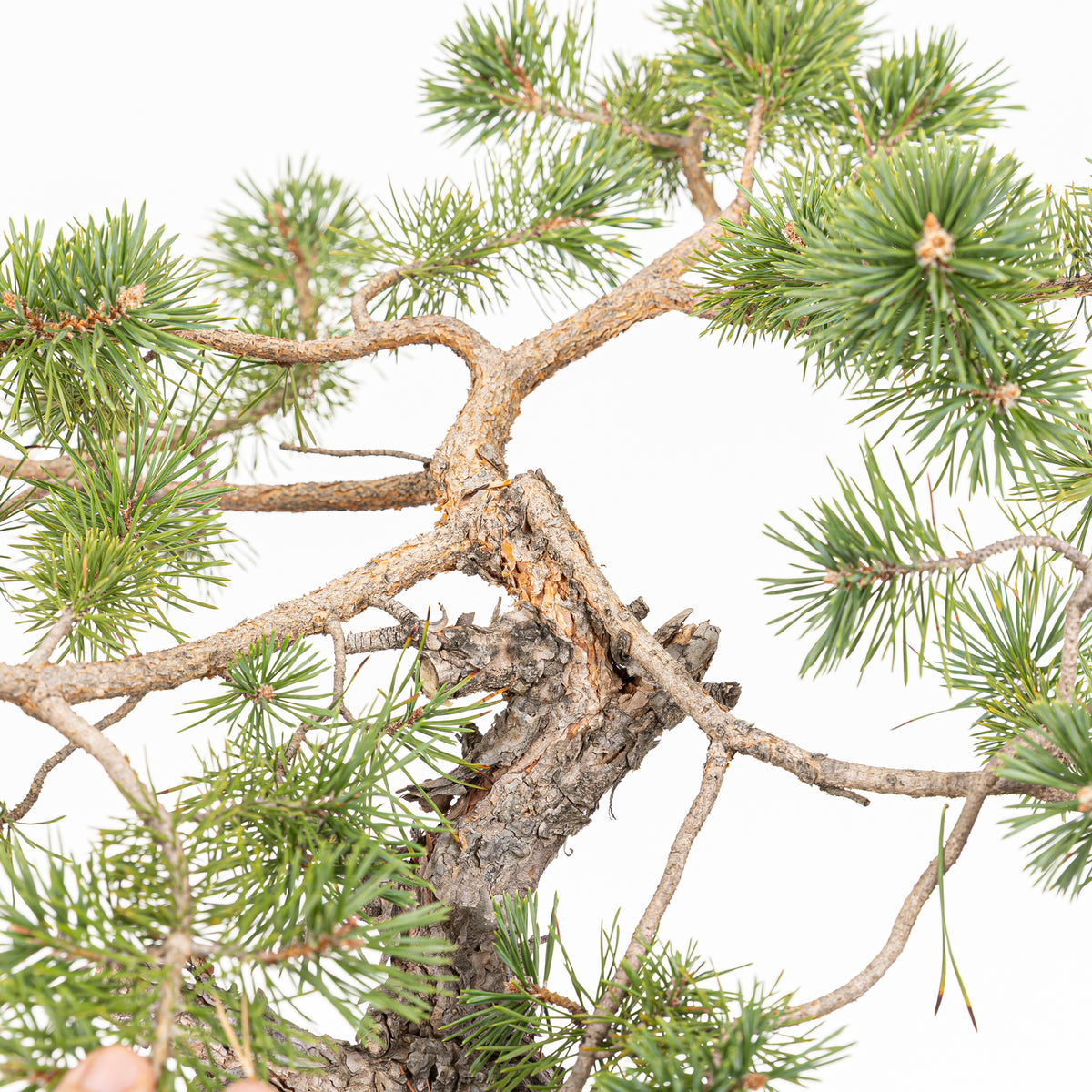 Bonsái - Pino silvestre (Pinus sylvestris) - PS10629