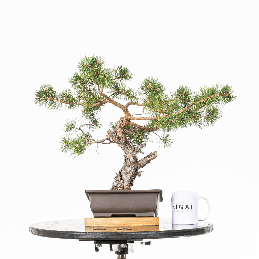 Bonsái - Pino silvestre (Pinus sylvestris) - PS10629