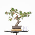 Bonsái - Pino silvestre (Pinus sylvestris) - PS10629