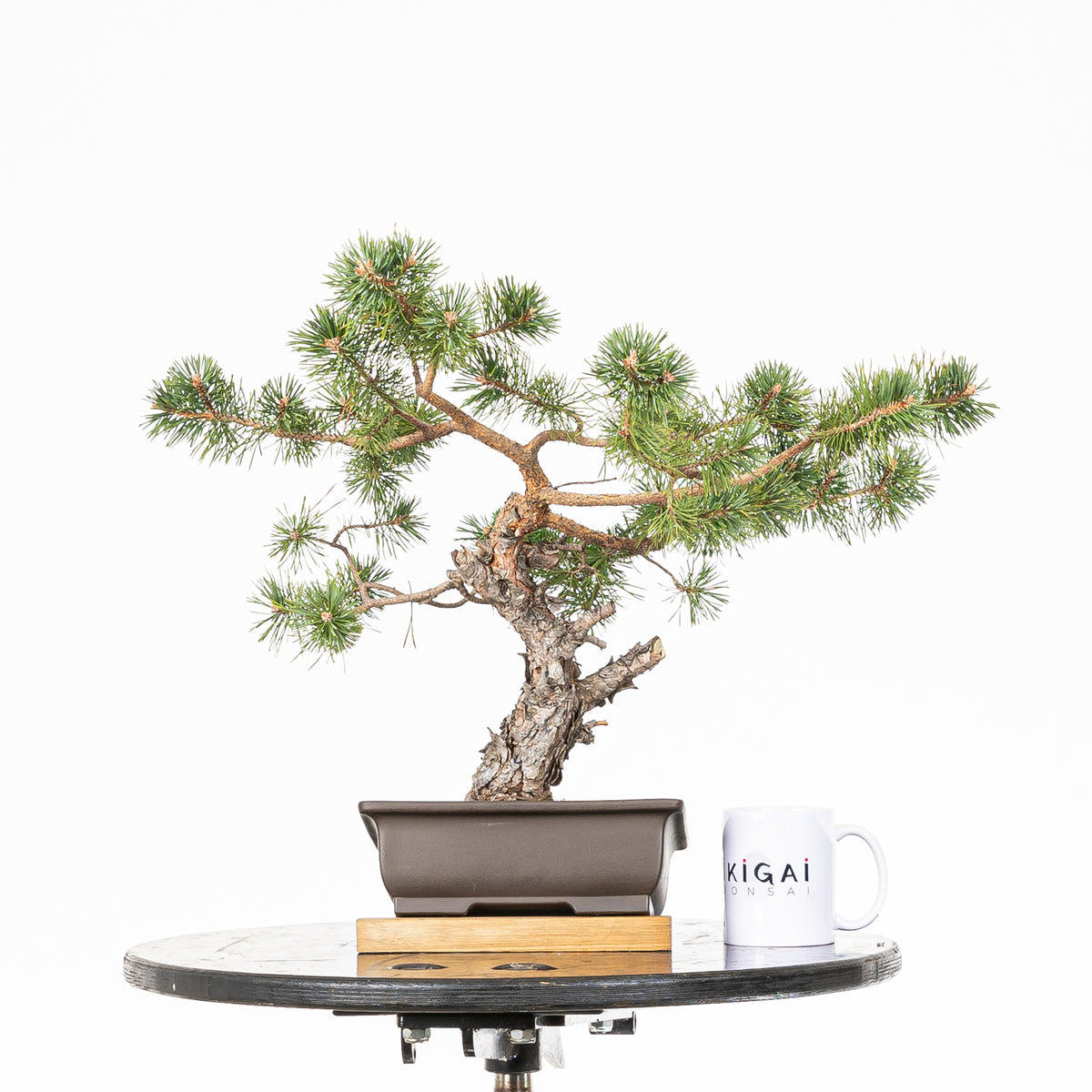Bonsái - Pino silvestre (Pinus sylvestris) - PS10629