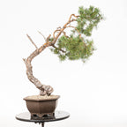 Bonsái - Pino silvestre (Pinus sylvestris) - PS10630
