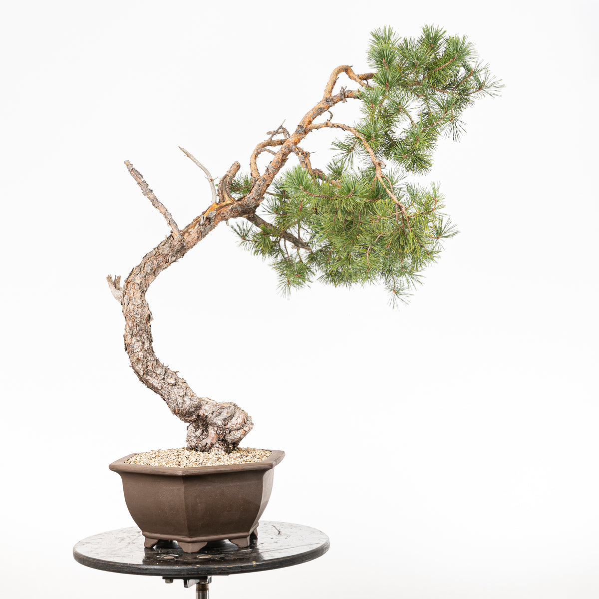 Bonsái - Pino silvestre (Pinus sylvestris) - PS10630