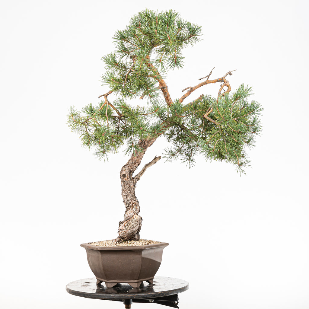 Bonsái - Pino silvestre (Pinus sylvestris) - PS10630