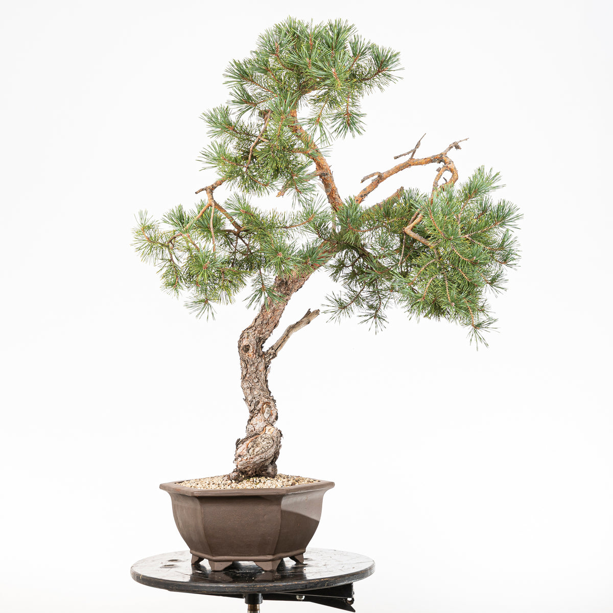Bonsái - Pino silvestre (Pinus sylvestris) - PS10630
